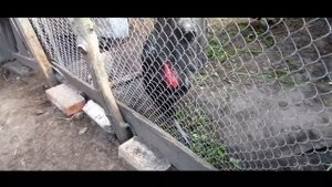 Первое яйцо у голошейки! Сколько весит..Когда начинают нестись куры молодки?Голошейные и Доминанты.