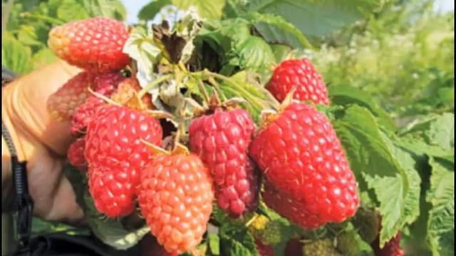 РЕМОНТАНТНЫЙ СОРТ МАЛИНЫ КАРАМЕЛЬКА-описание