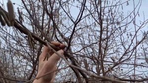 ФУНДУК в БЕЛАРУСИ .ОСВОБОДИЛ КУСТЫ ,  ВЫКОПАЛ  САЖЕНЦЫ ОТВОДКИ. ИНФОРМАЦИЯ для НАЧИНАЮЩИХ #фундук