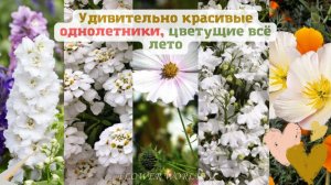 Удивительно красивые однолетники, цветущие всё лето.?