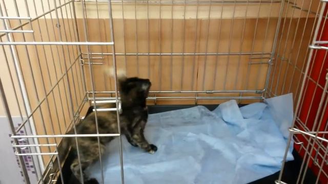 Котейка из стационара смотреть онлайн