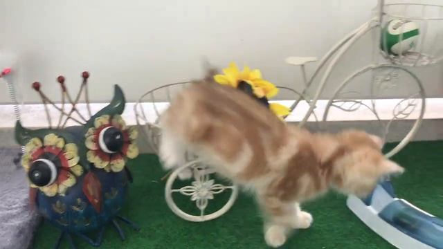🧡🤩🙀САМЫЕ КРАСИВЫЕ,УМНЫЕ,ЗАМЕЧАТЕЛЬНЫЕ🧡🧡🧡ЗОЛОТЫЕ КОШКИ🌞😻😺GOLDEN KITTENS.