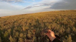 ОХОТА С КУРЦХААРОМ...