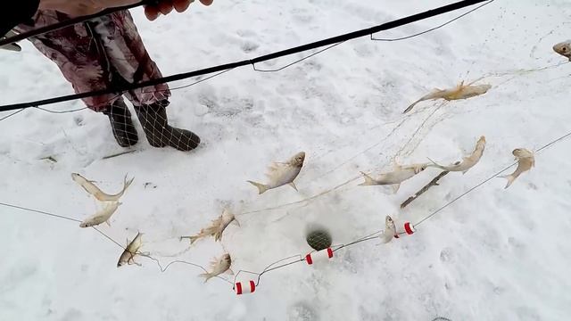 Рыбалка на Оби! Ловим Живца на Косынки - Отличный Улов! смотреть онлайн