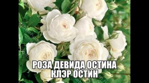 Роза Девида Остина Клэр Остин