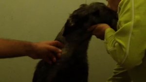 Как подвязать висячие уши шнауцеру