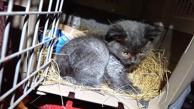 Осторожно, укусит! "Укрощение строптивого" по-кошачьи. Как приручить дикого котёнка? смотреть онлайн