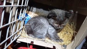 Осторожно, укусит! "Укрощение строптивого" по-кошачьи. Как приручить дикого котёнка?