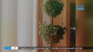 Садовые истории  –  хедера