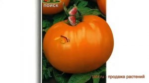 Томат обыкновенный Апельсин (apelsin) ? томат Апельсин обзор: как сажать семена томата Апельсин