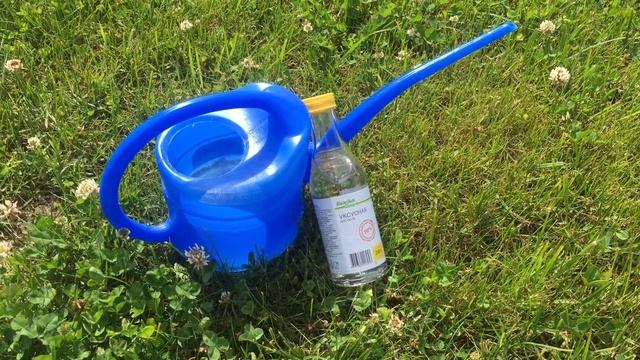 Трава на дорожках между плиток. Супер средство