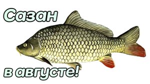 Как на что и где ловить дикого сазана в августе? Секреты ловли.