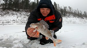 БАЛДА НА ОКУНЯ