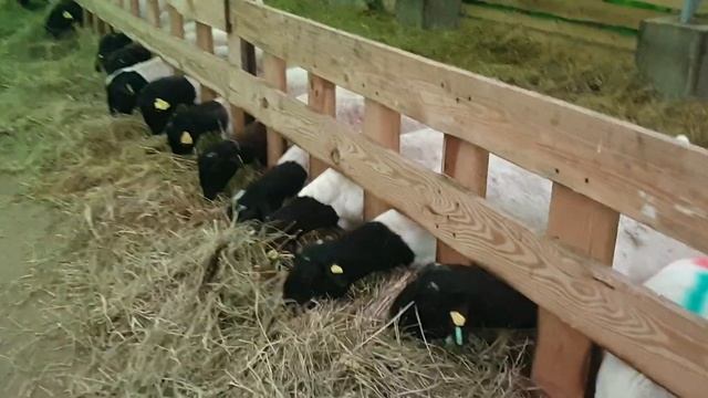 Овца Дорпер будет рожать #dorper #dorpersheep #дорпер #семейнаяферма