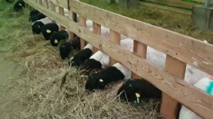 Овца Дорпер будет рожать #dorper #dorpersheep #дорпер #семейнаяферма