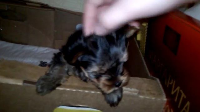 Йоркширский терьер 2014 [1 месяц и две недели] смотреть онлайн