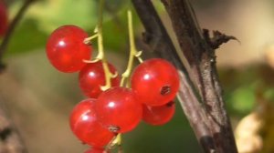 Футаж Красная Смородина Ягоды Август Лето 2020 013