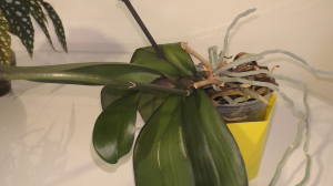 Орхидея сбросила последние корни и упала на бок. Теперь смело пересаживаю с цветоносом потому, что н