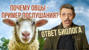 Почему овцы - пример послушания в Библии - Сергей Хрибар о Божьем творении
