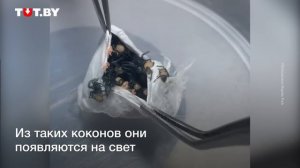 Слабонервным не смотреть! Множество ядовитых пауков в одном коконе