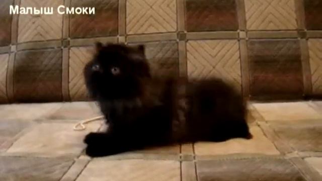 Персы экзоты из Ставропольского питомника "Affection" смотреть онлайн