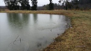 Окунь гоняет верхоплавку