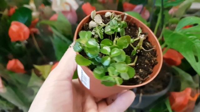 Уценка растений в Гринвилле. Восхитительные кордилины "киви". смотреть онлайн