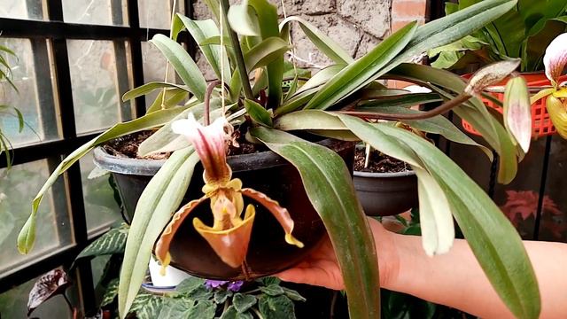 Mi Orquídea Zapatito de María de color MORADO смотреть онлайн