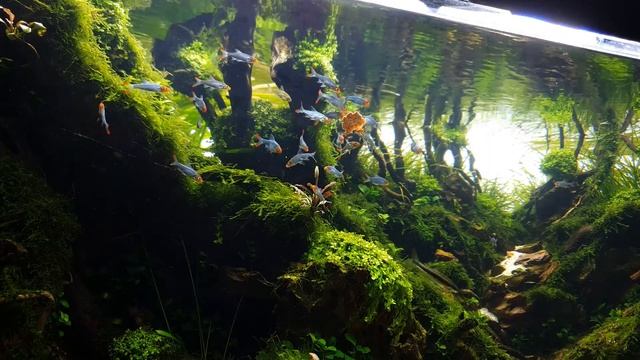 AQUASCAPING CINEMATIC - Sawbwa resplendens
