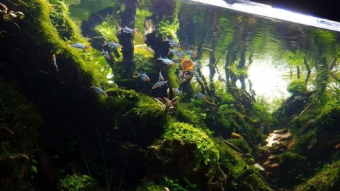 AQUASCAPING CINEMATIC - Sawbwa resplendens