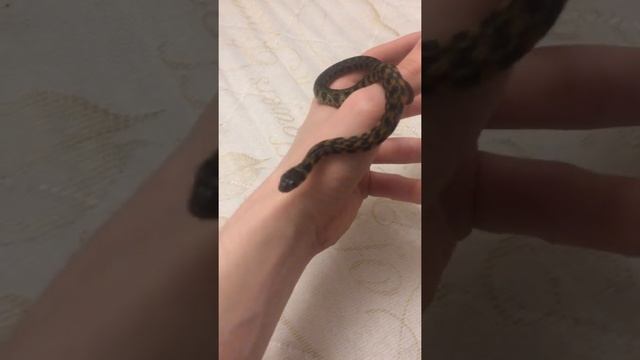 Ручной тигровый уж /tiger keelback snake смотреть онлайн