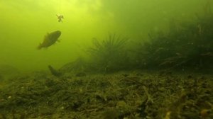 ВСЕ О РОТАНЕ!!! от А до Я