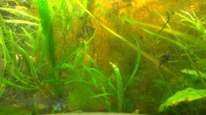 это мой аквариум с рыбками разными цихлиды гурами мечиносцы растения разные фильтр свет.2022 россия