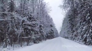 Зимний Лес | Дорога в Снегу с Красивой Природой Зима все Засыпало Снегом под Музыку
