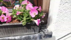 Посадка петуний для балконного озеленения.