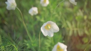 Заставка для выпускного в детском саду 2.mp4