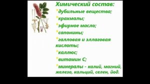Кровохлебка Лечебные свойства