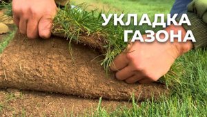 Рулонный газон из мятлика и овсяницы: процесс и правила укладки