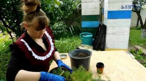 АСПАРАГУС обыкновенный посадка выращивание уход вредители болезни подкормка размножение аспарагуса