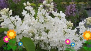 Сирень обыкновенная Мадам Флорен Степман. Краткий обзор syringa vulgaris Mme Florent Stepman