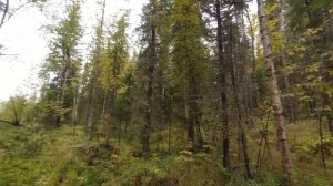 ОХОТА НА РЯБЧИКА С МАНКОМ / НАСТРЕЛЯЛ ЗА 10 МИНУТ И ПОШЁЛ ДОМОЙ. ОТКРЫТИЕ ОХОТЫ 2021.