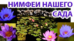 Нимфеи садовых прудах