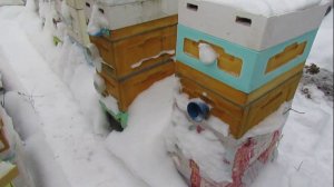 8.12.2023 - в одном зимующем на воле отводке пчел влажность 95%, открытое сетчатое дно не помогает