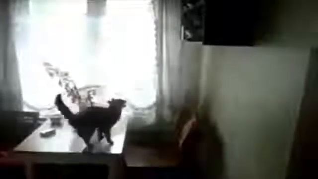 Приколы с животными 2014, Funny fail animals 2014, клипы приколы про кошек смотреть онлайн