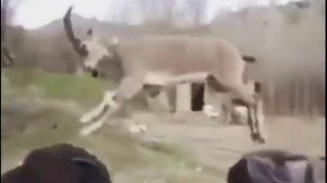 Козёл прыгает по людям