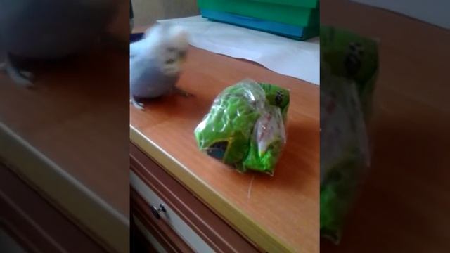 Попугайчик помогает мне проводить уборку на столе )))) СМОТРЕТЬ ВСЕМ))) смотреть онлайн