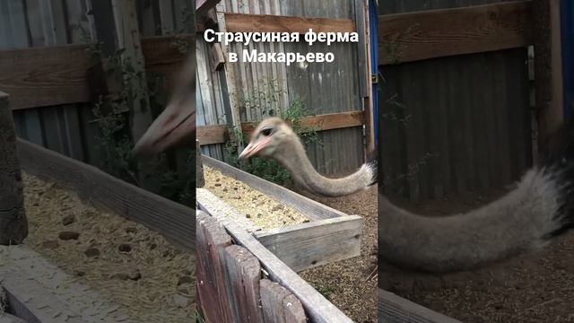 Страус кушает. Макарьевский заповедник.