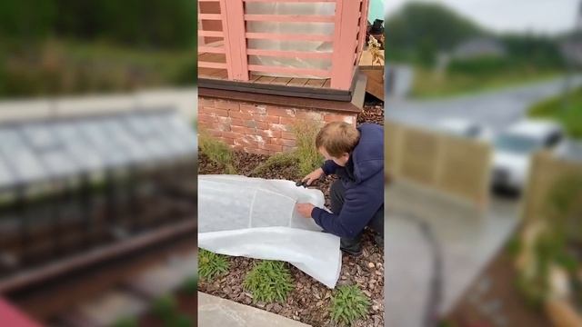 Укрываем розы на зиму
