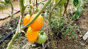 Томат Золото Колчака.