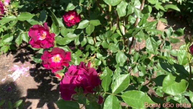 Роза Найт Оул ( Ночная сова ) Rose Night Owl 05.06.2023 г.Киев смотреть онлайн